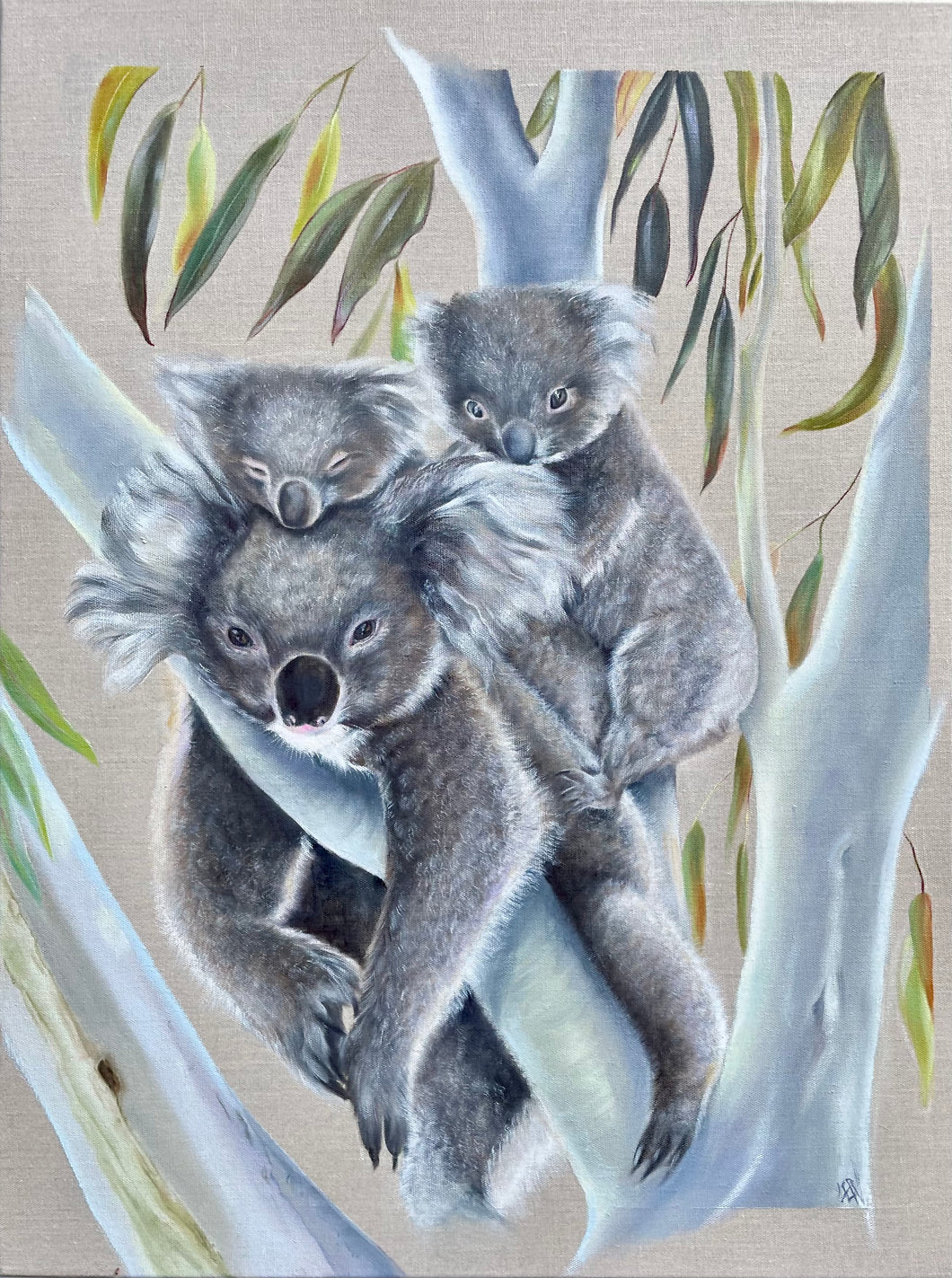 A Nap of Koalas - Print