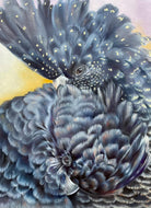 A Romance of Red Tailed Cockatoos - Print