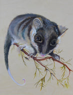 Captain Starlight - Print