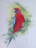 Cheeky Rosella - Original Oil Painting