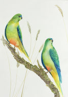 Rare and Beautiful - Original Watercolour Painting *** SOLD  ***